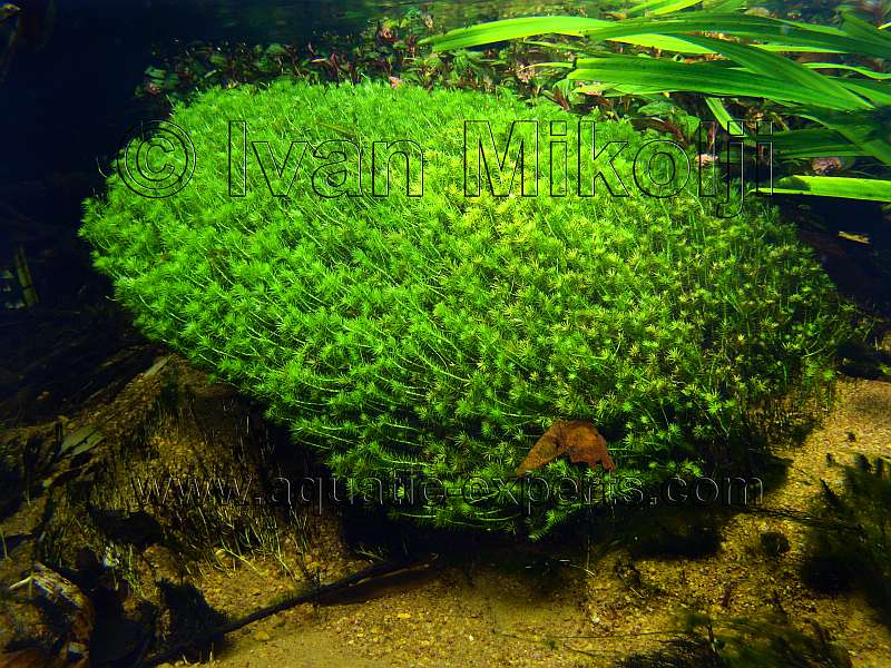 AQUATIC PLANT